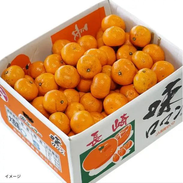 長崎県産「高糖度みかん 味ロマン 糖度12度以上」