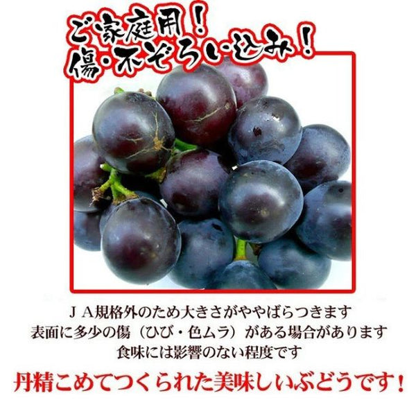 愛媛・岡山県産他「訳ありピオーネ（目安1～3房）」