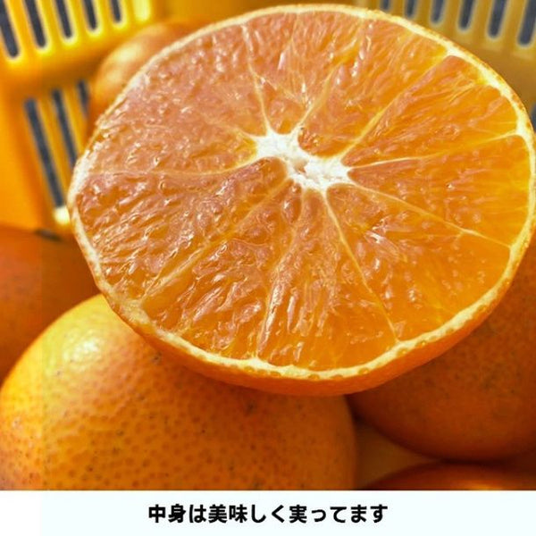 愛媛県産「外なり訳あり スイートまどんな」