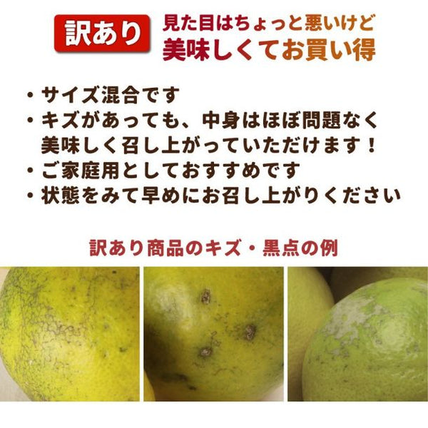 和歌山県産「訳あり 極早生有田みかん キズあり・サイズ混合」