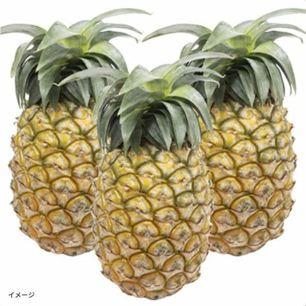 石垣島産「島パイン・ハワイ種（1～2玉）」約1kg【クラチャレふるさとだより】