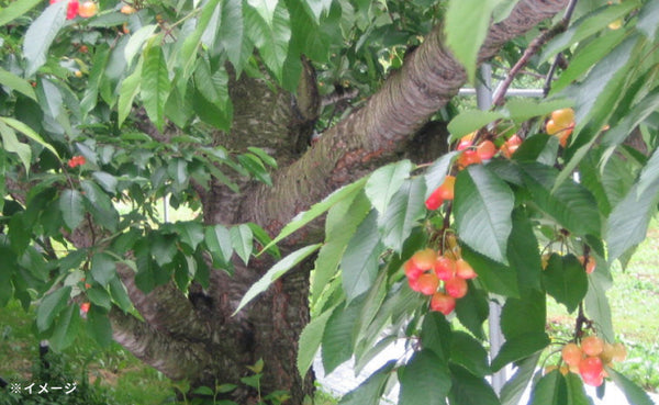 「紅秀峰お徳用バラ詰」