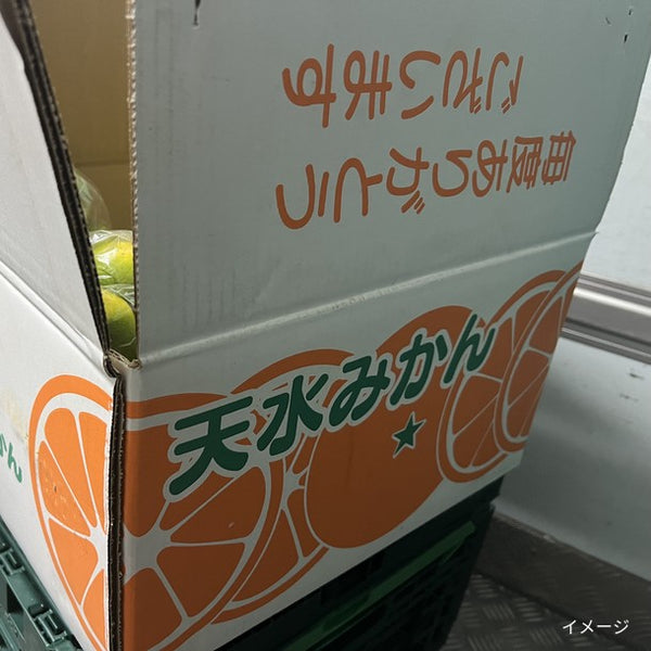 熊本県産 「訳あり天水みかん」