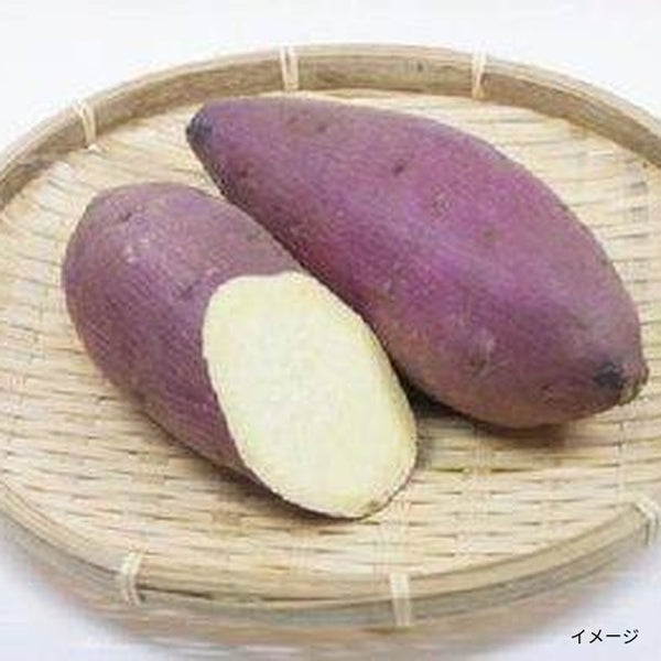 国産「紅優甘」