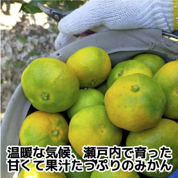 香川県産「極早生みかん S～Lサイズ」