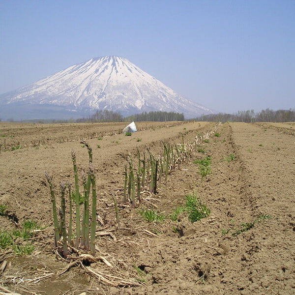 北海道産「グリーン＆ホワイトアスパラセット Lサイズ」