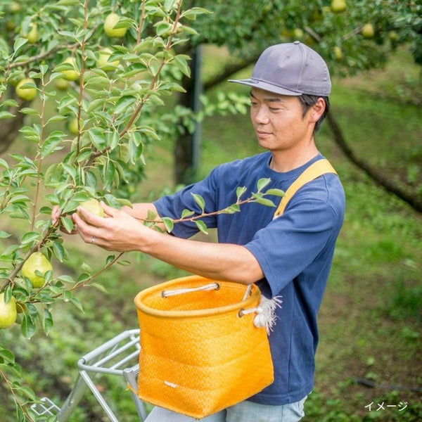 山形県産「ラ・フランス 秀品」