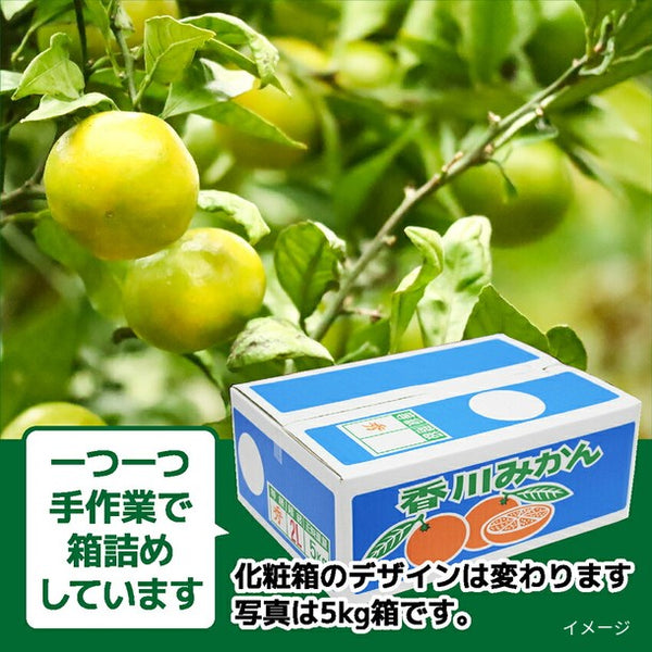 香川県産「極早生みかん S～Lサイズ」