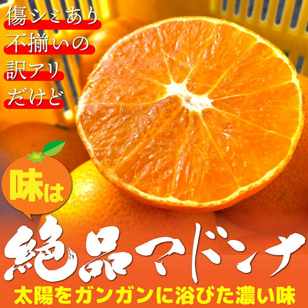 愛媛県産「外なり訳あり スイートまどんな」