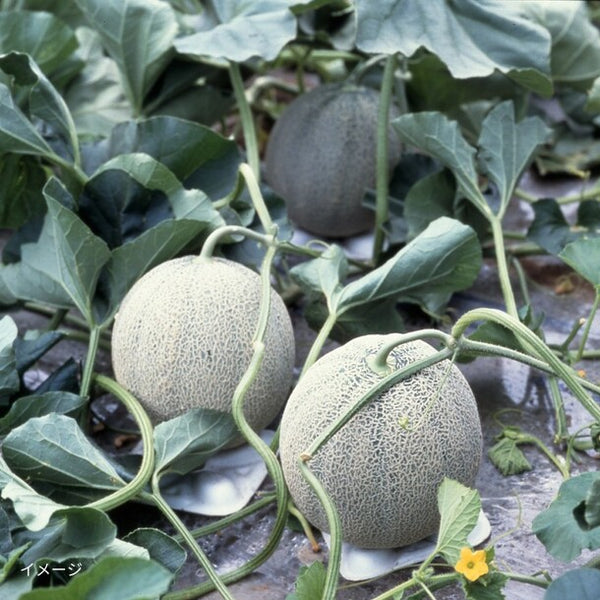 「夕張メロン優品（大玉）」