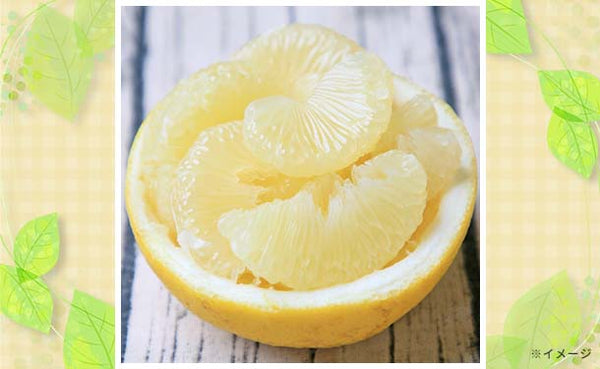 高知県産「土佐文旦」2kg（4～6玉）